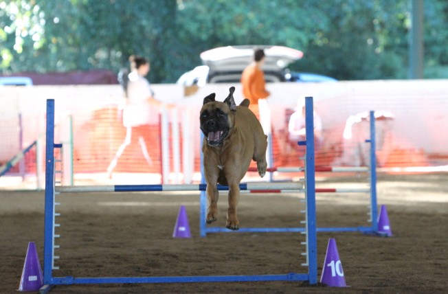 Dog Agility Training — Atlanta Dog Trainer